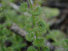 Drosera platypoda
