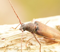 Phoracantha odewahnii