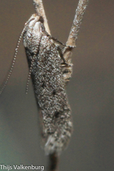 Eulamprotes helotella