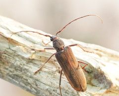 Phoracantha odewahnii