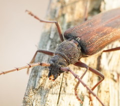 Phoracantha odewahnii