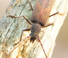 Phoracantha odewahnii