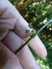 Juncus continuus