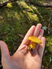 Cortinarius canarius