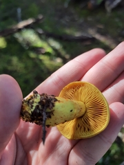 Cortinarius canarius