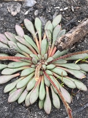 Stylidium assimile