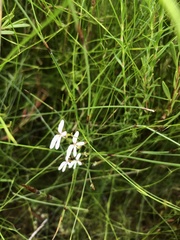 Stylidium pygmaeum