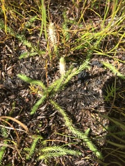 Brownseya serpentina