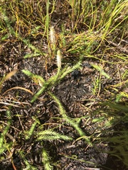 Brownseya serpentina