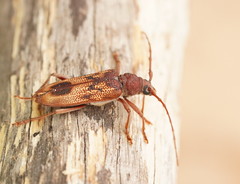 Phoracantha acanthocera