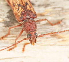 Phoracantha acanthocera