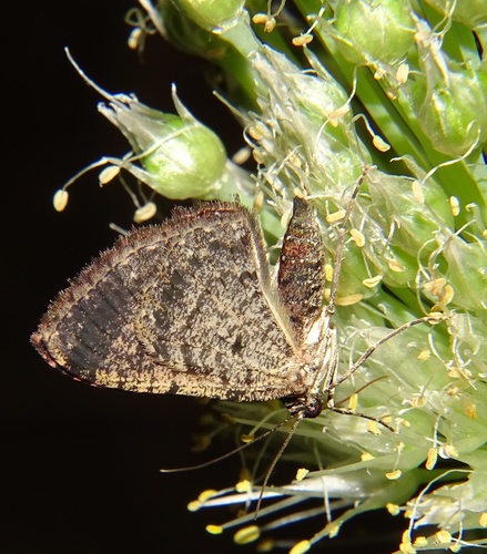 Somber Carpet Moth photo 3