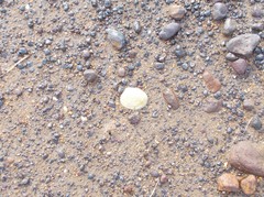 Katelysia rhytiphora