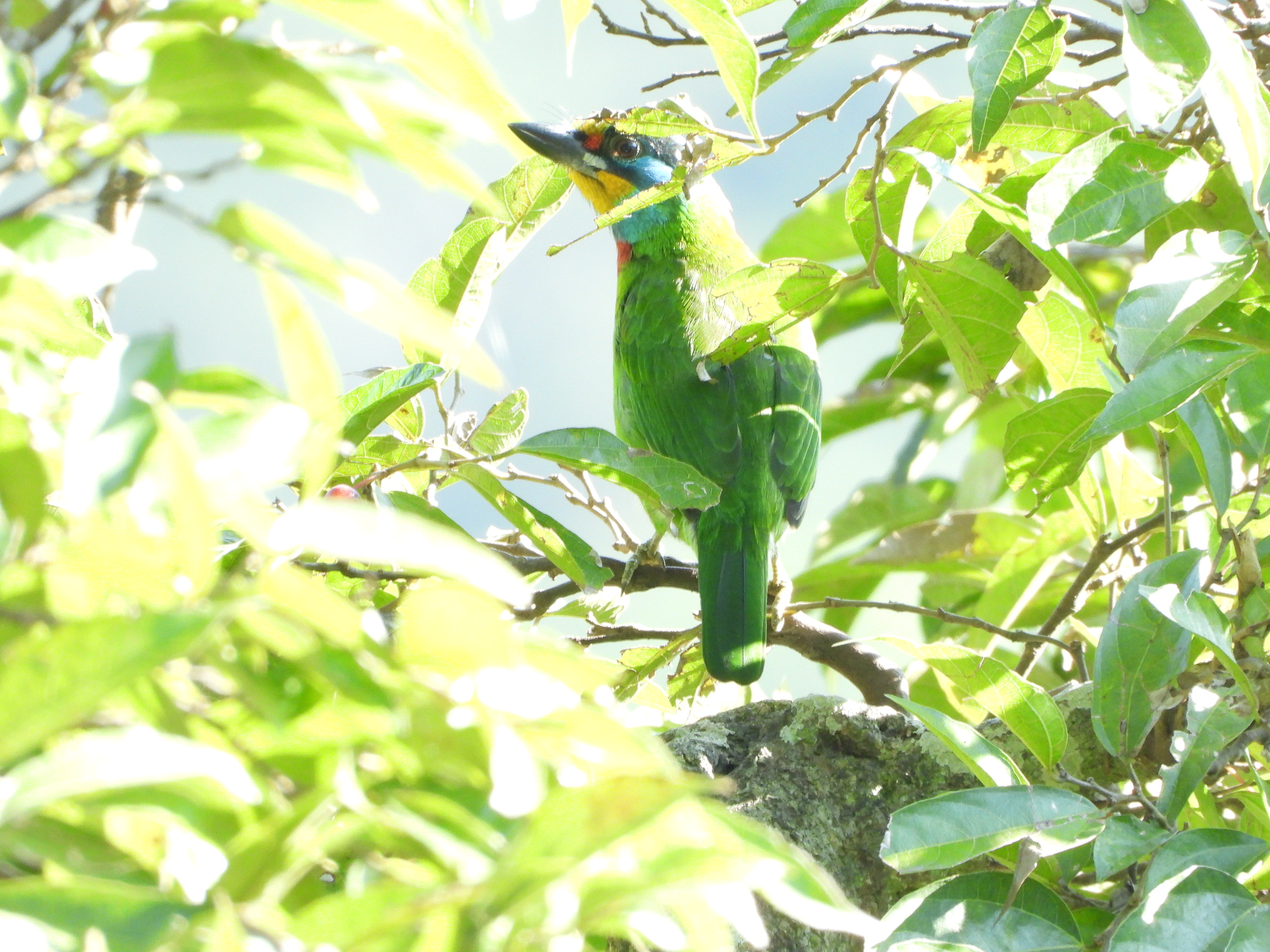 Taiwan Barbet