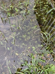 Bacopa monnieri