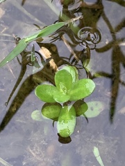 Bacopa monnieri