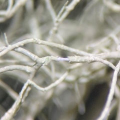 Usnea perplexans