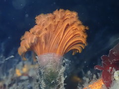 Eudistylia polymorpha