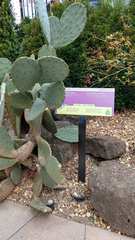 Opuntia