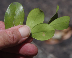 Triflorensia ixoroides