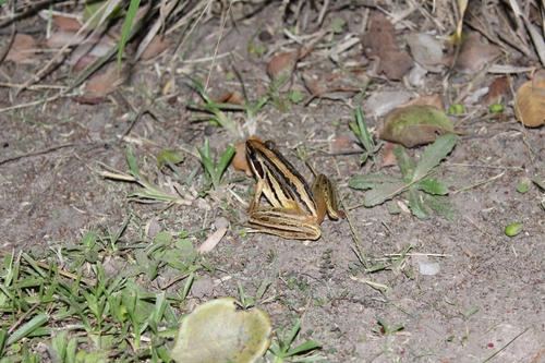 Striped Stream Frog, Strongylopus fasciatus