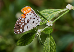 Talicada nyseus nyseus