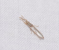 Stenophyella macreta