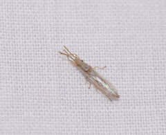 Stenophyella macreta