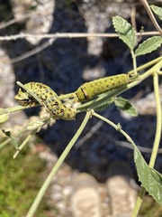 Papilio demoleus sthenelus