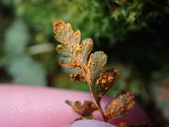 Hyalopsora polypodii