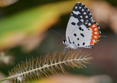 Talicada nyseus nyseus