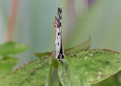 Talicada nyseus nyseus