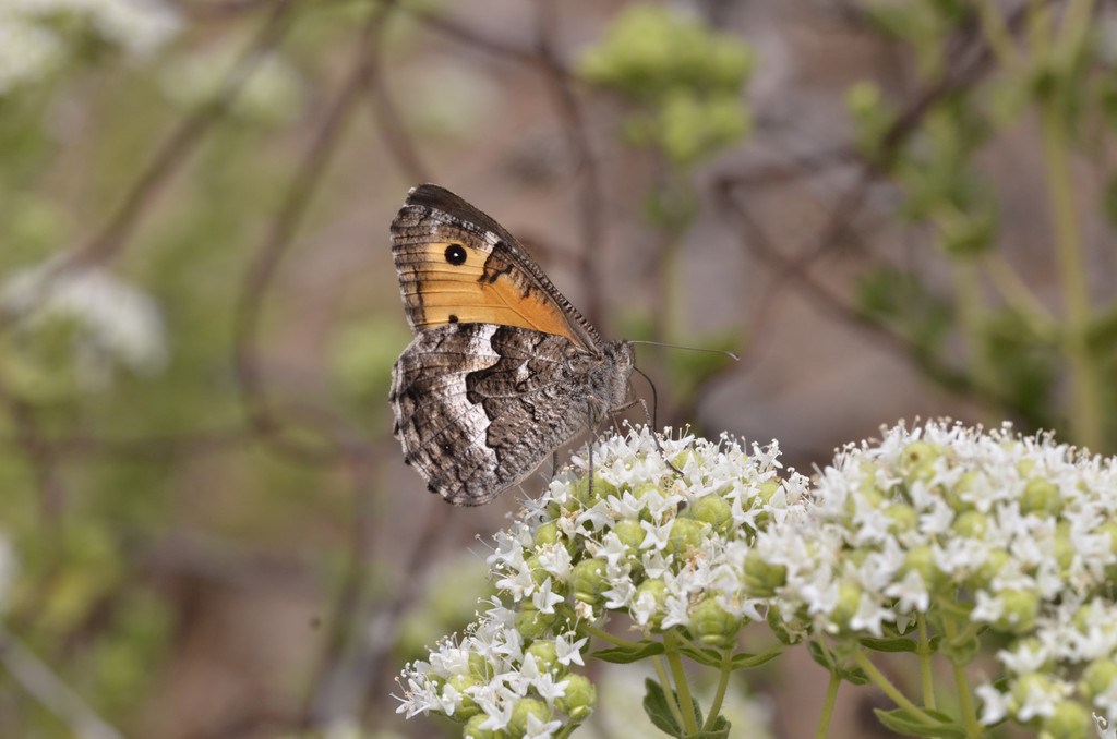Cretan Grayling