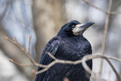 Corvus frugilegus