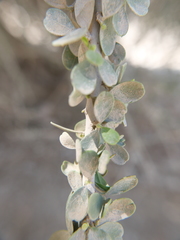 Maerua crassifolia