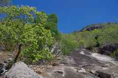 Terminalia melanocarpa