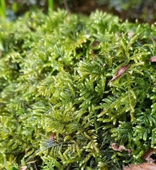 Hyocomium armoricum