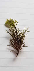 Hyocomium armoricum