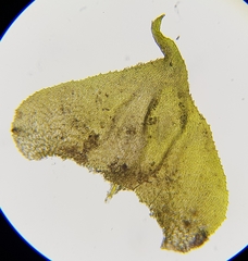 Hyocomium armoricum