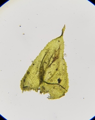 Hyocomium armoricum