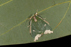 Rosema epigena