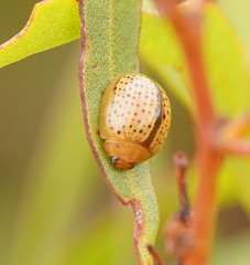 Paropsisterna madida