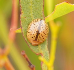 Paropsisterna madida