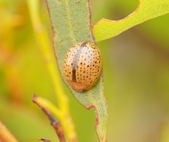 Paropsisterna madida