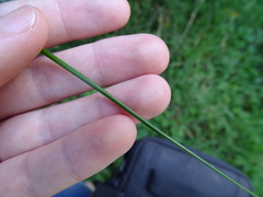 Juncus continuus