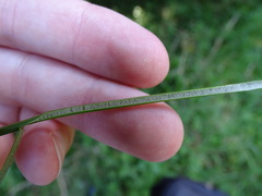 Juncus continuus