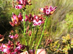 Erica cristata