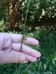 Juncus continuus