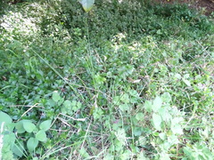 Juncus continuus