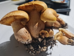Gymnopilus dilepis